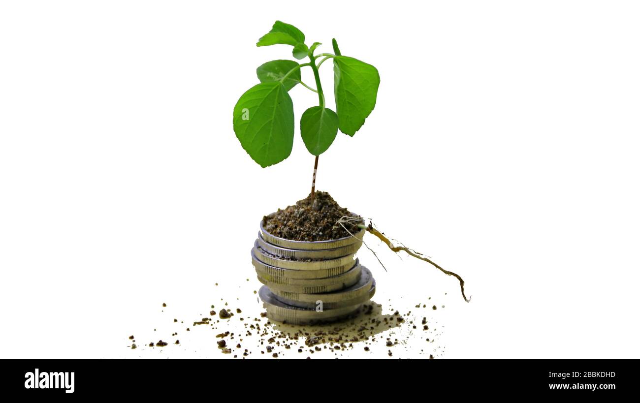 Concetto di investimento, piante che crescono su monete, isolato su bianco Foto Stock