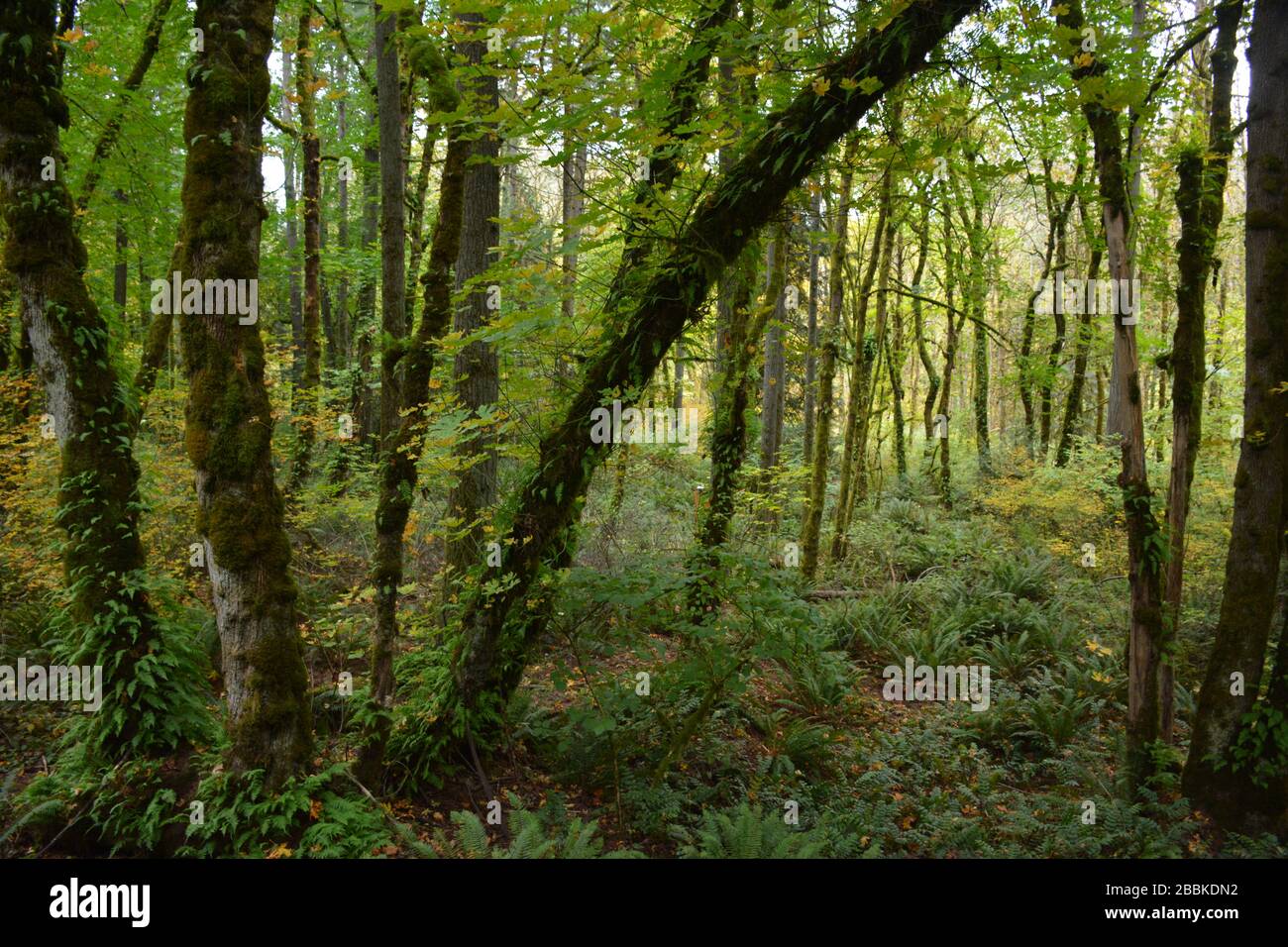 Vista della foresta presso la Tryon Creek state Natural Area, un parco statale nella città di Portland, Oregon, Stati Uniti. Foto Stock