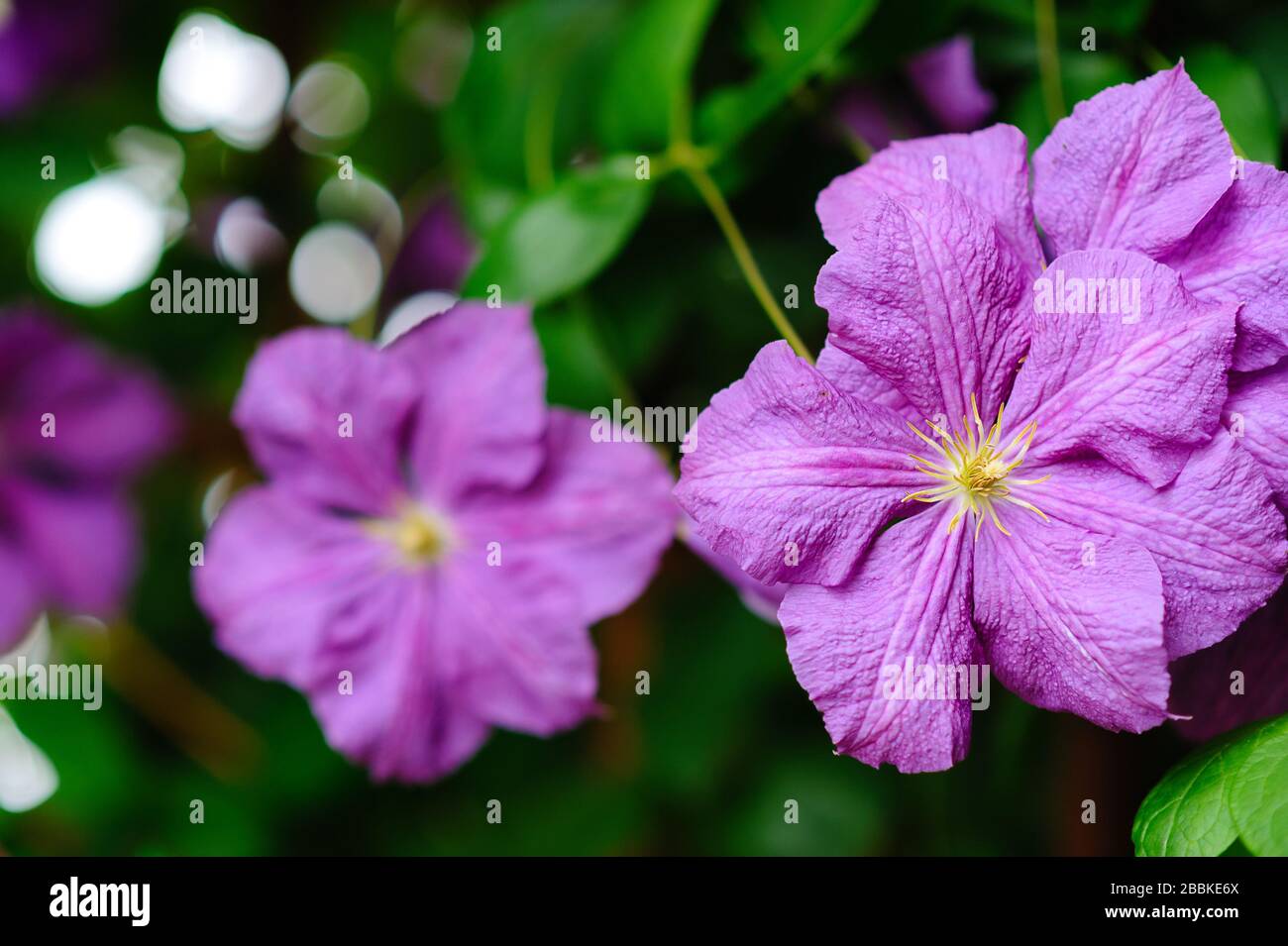 Fiore clematis viola in primo piano Foto Stock