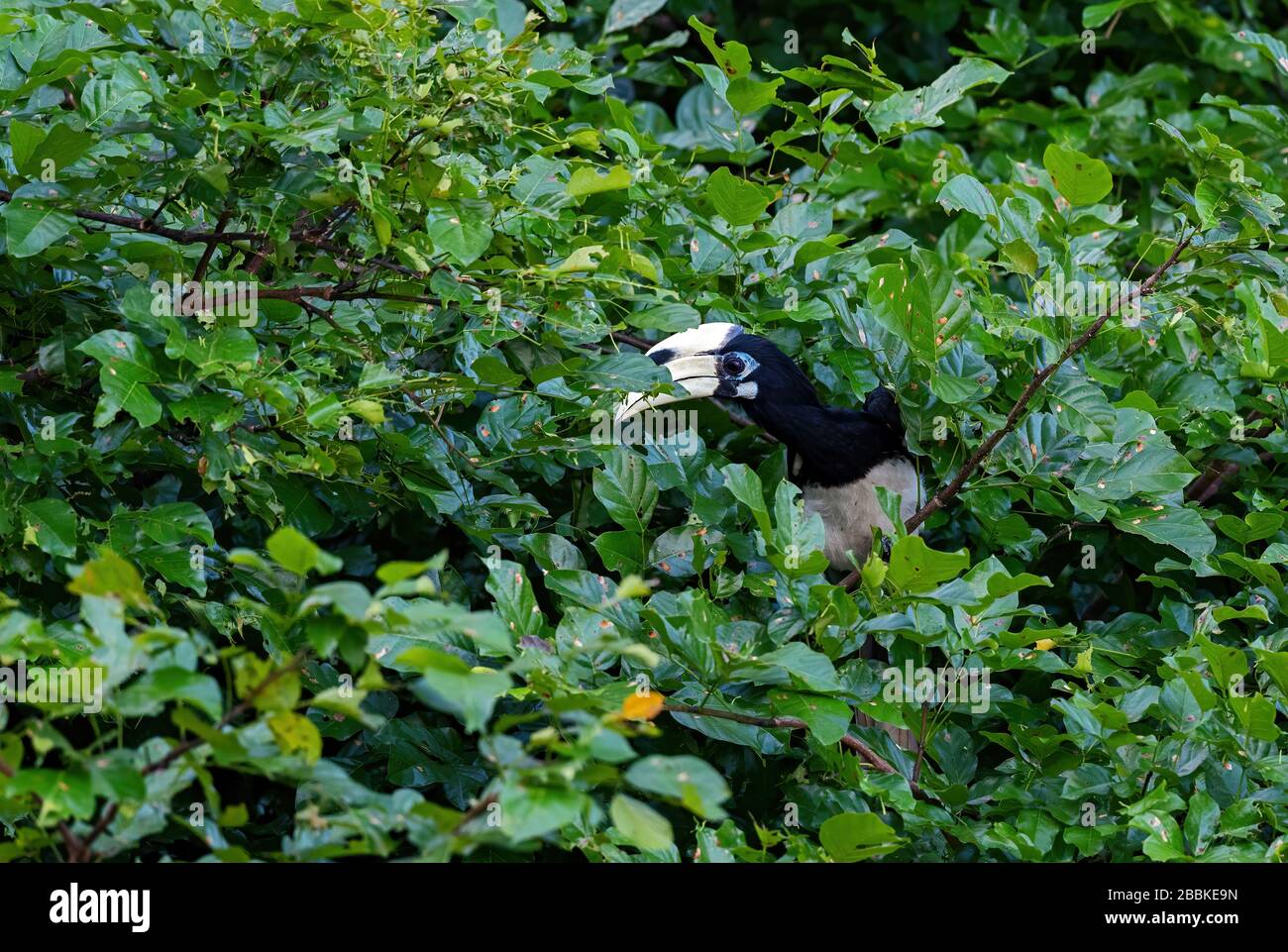 Oriental Pied-hornbill - Anthracoceros albirostris, piccolo hornbill bello dalle foreste e dai boschi del sud-est asiatico, isola di Pangkor, Malesia. Foto Stock