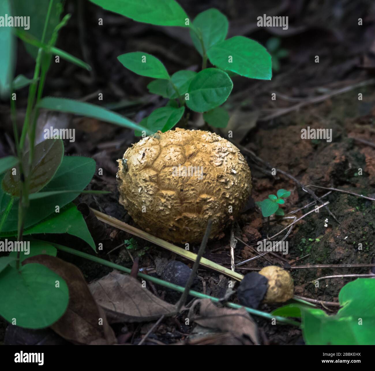 fungo di tartufo nero nella foresta selvaggia meghalaya Foto Stock