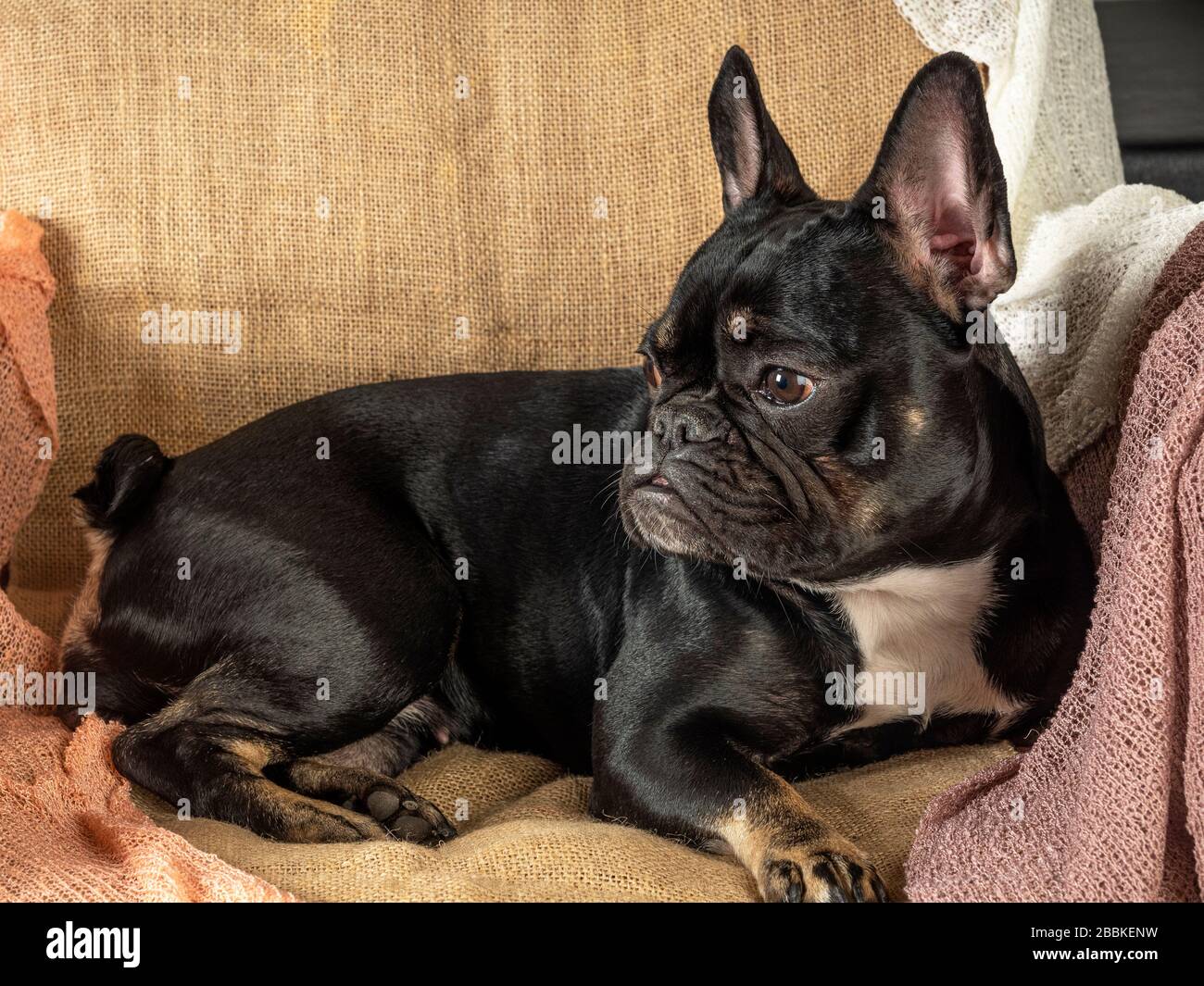 Primo piano di un Bulldog francese nero riposante Foto Stock Primo piano di un Bulldog francese nero riposante Foto Stock