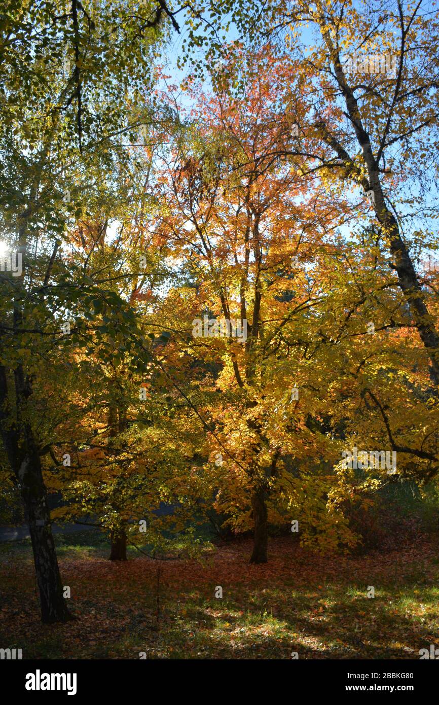 Splendidi colori autunnali all'Hoyt Arboretum, Portland, Oregon, USA Foto Stock