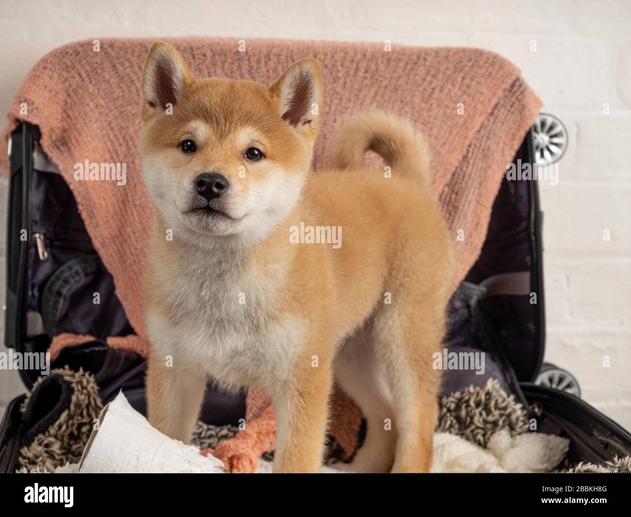 cucciolo shiba inu closeup orizzontale Foto Stock