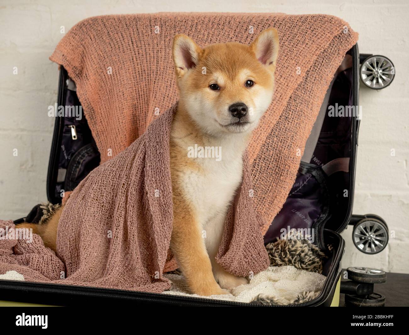 cucciolo shiba inu closeup orizzontale Foto Stock