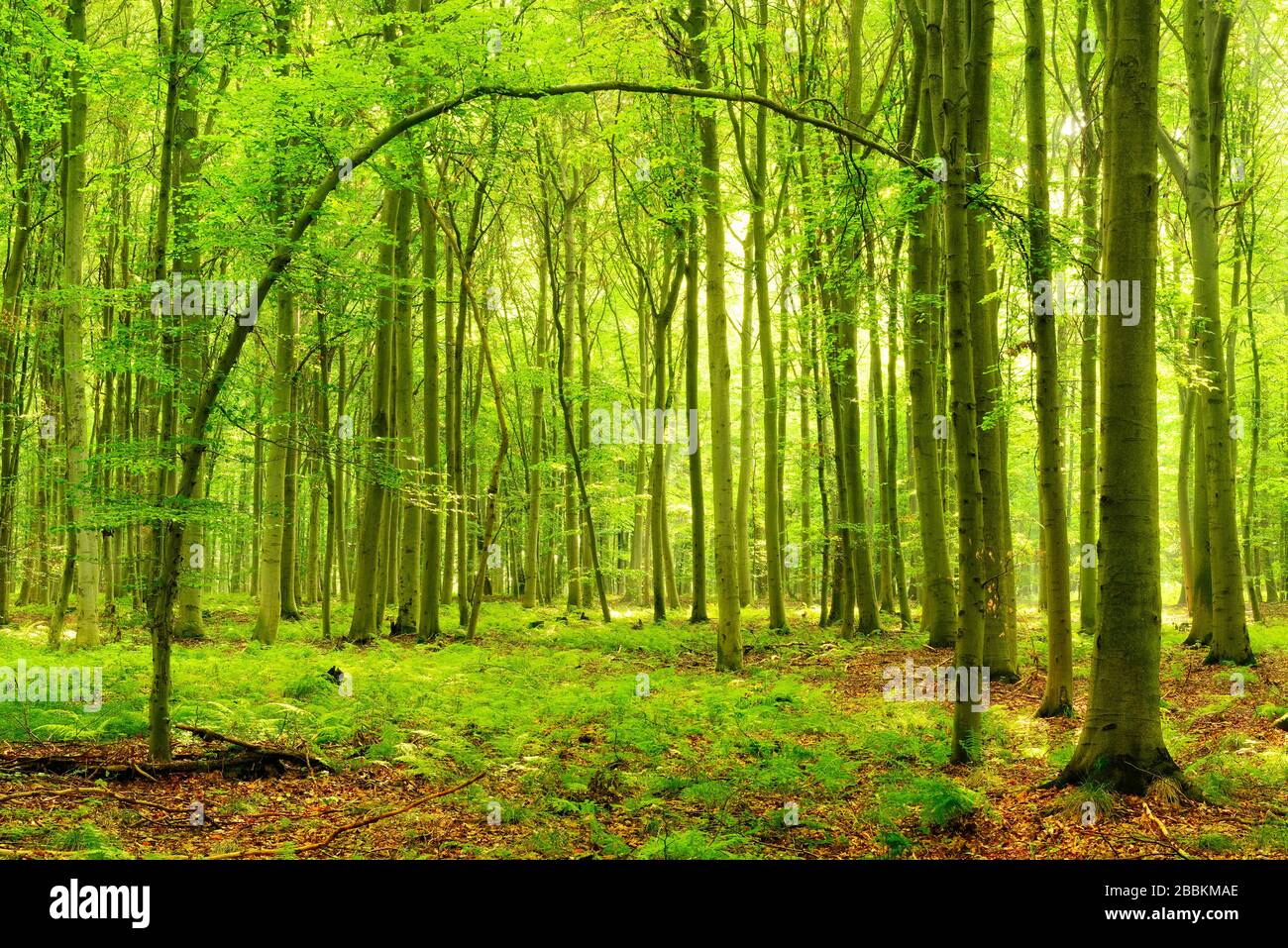 Soleggiato bosco di faggio, tronco di albero curvo forma un cancello, felci copre il pavimento della foresta, vicino Naumburg, Burgenlandkreis, Sassonia-Anhalt, Germania Foto Stock