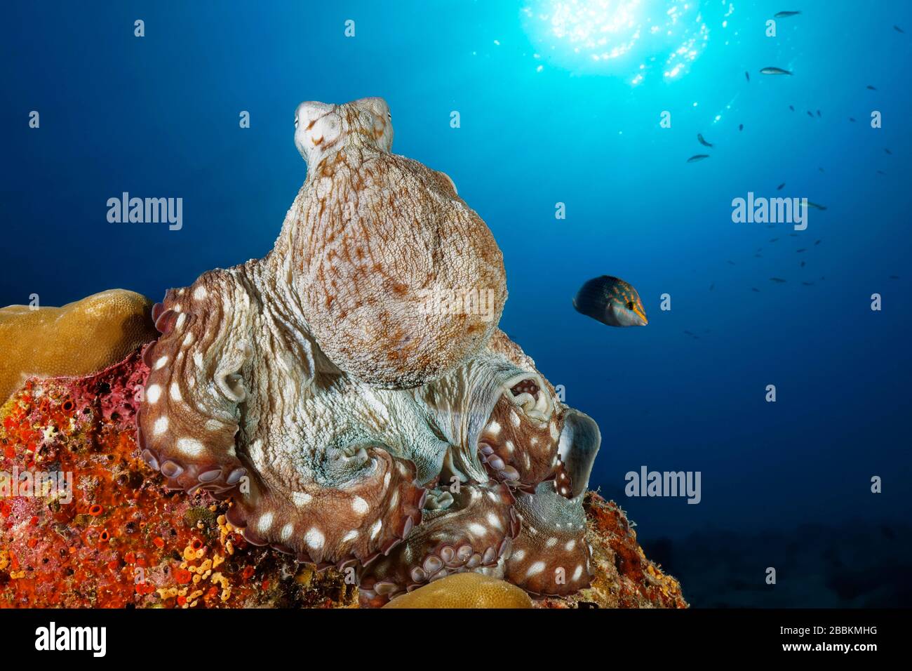 Octopus comune (Octopus vulgaris), seduta su corallo duro, retroilluminazione, sole, Oceano Indiano, Maldive Foto Stock