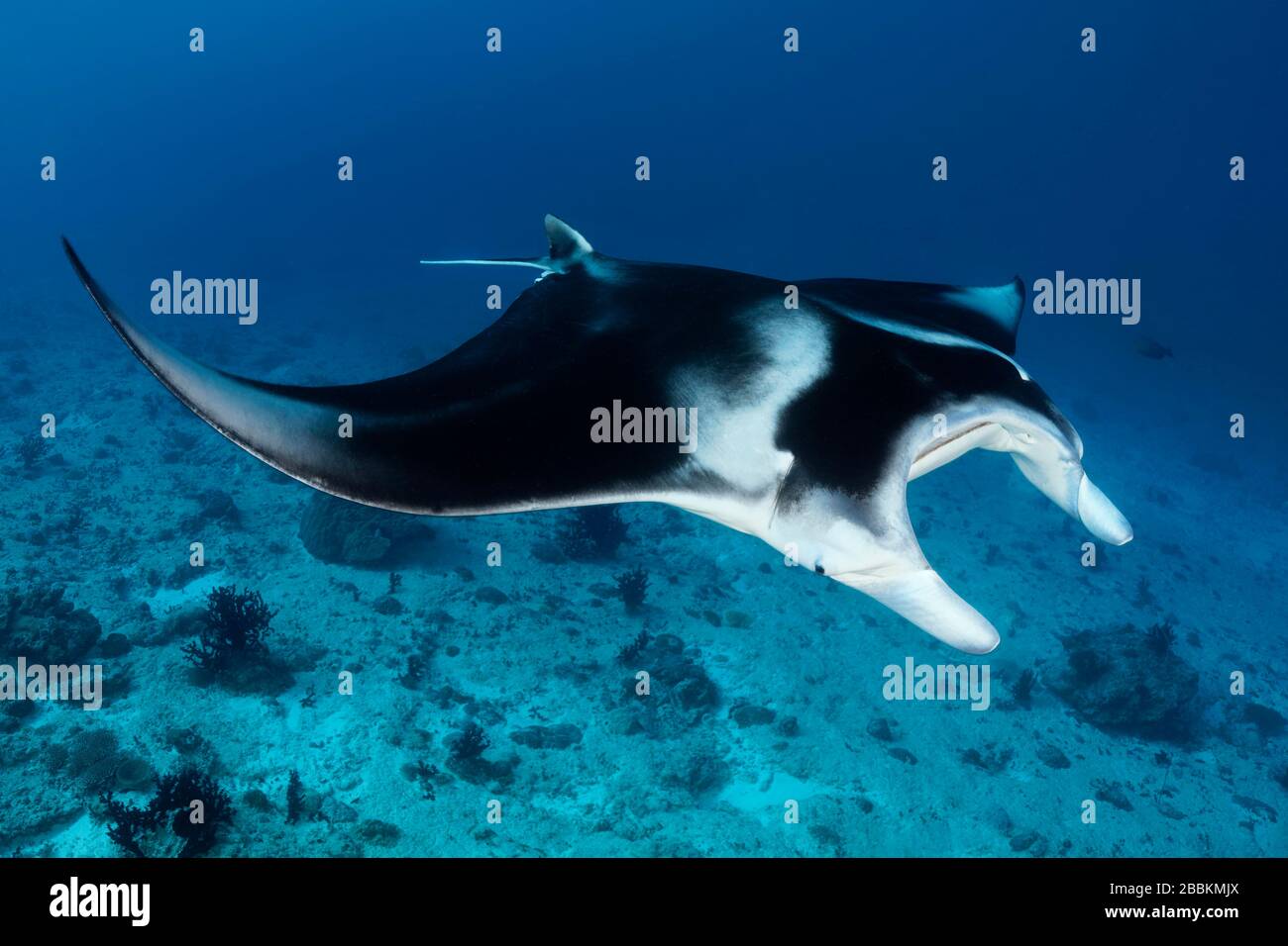 Reef Manta ray (Manta alfredi) nuota sulla barriera corallina, dall'alto, Oceano Indiano, Maldive Foto Stock