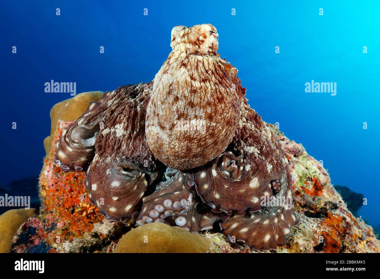 Octopus comune (Octopus vulgaris), seduta su corallo duro, Oceano Indiano, Maldive Foto Stock