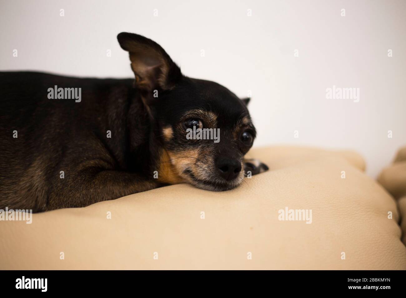 Ritratto di Old Toy Terrier. Un piccolo cane purosangue. L'animale domestico sta dormiente. Foto Stock