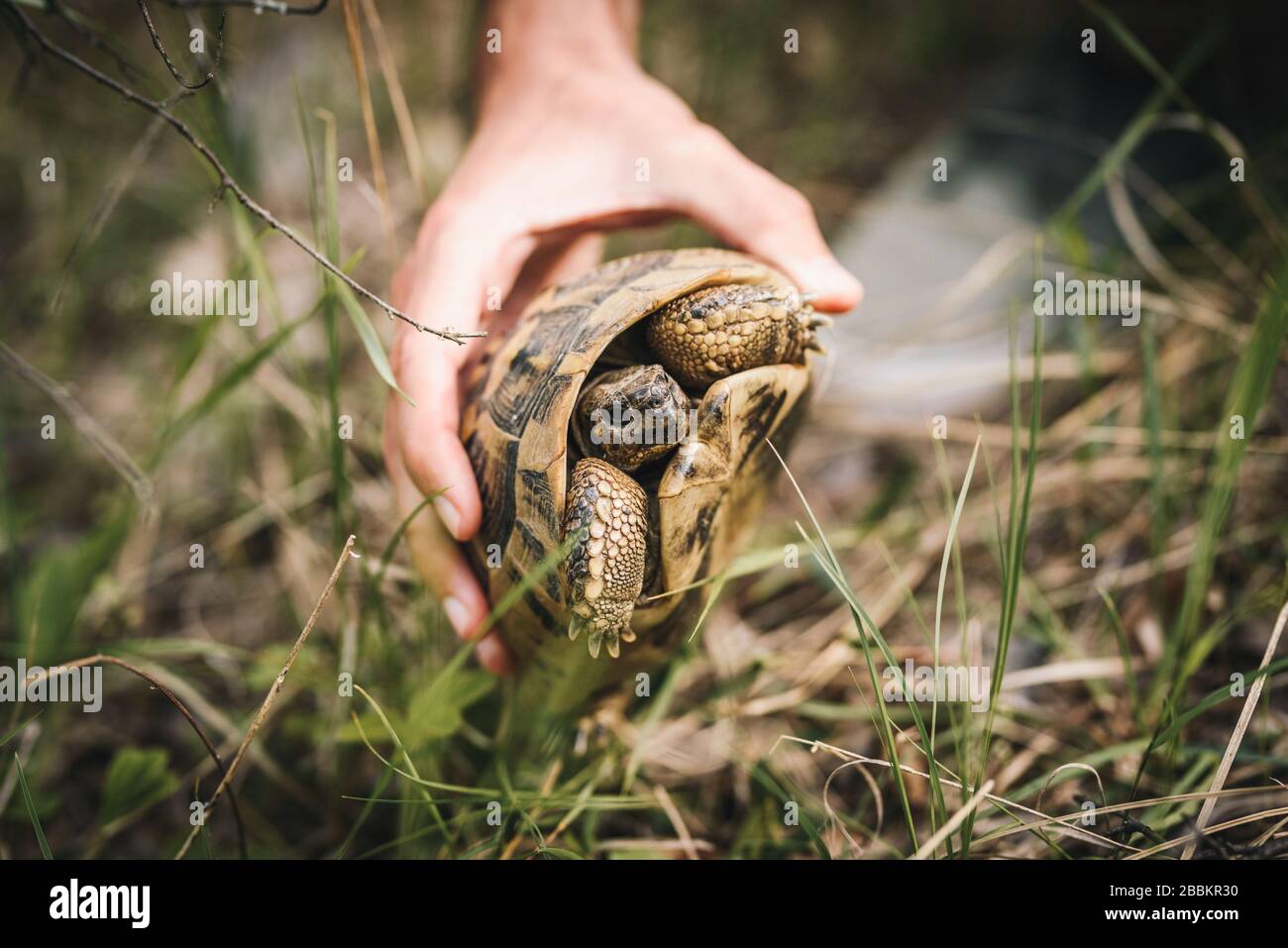 Terra tartaruga nelle mani di un uomo primo piano foto. Tartaruga selvatica. Concetto di conservazione ambientale/ecologica. Foto Stock