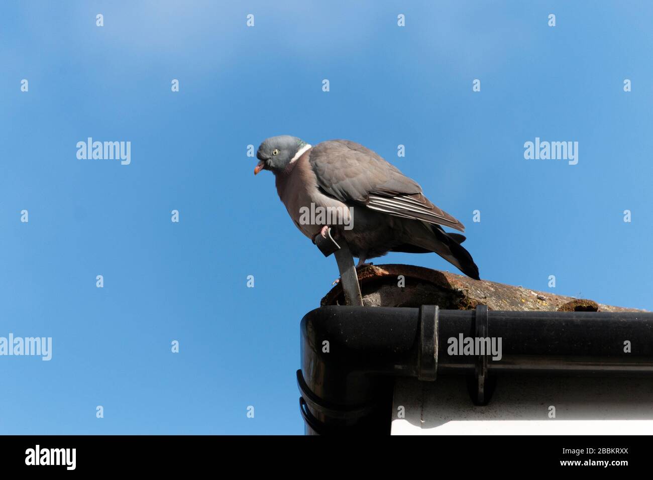 una vista ravvicinata di un piccione grasso seduto sul bordo di un tetto in una fredda estate mattina Foto Stock