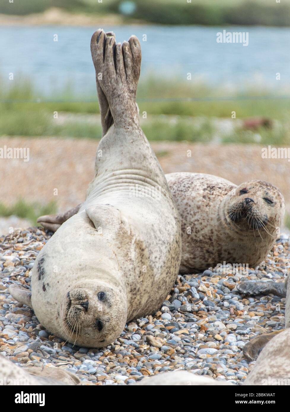 Fauna selvatica UK. Colonia di foca grigia e cucciolo di foca. Norfolk, Inghilterra Foto Stock