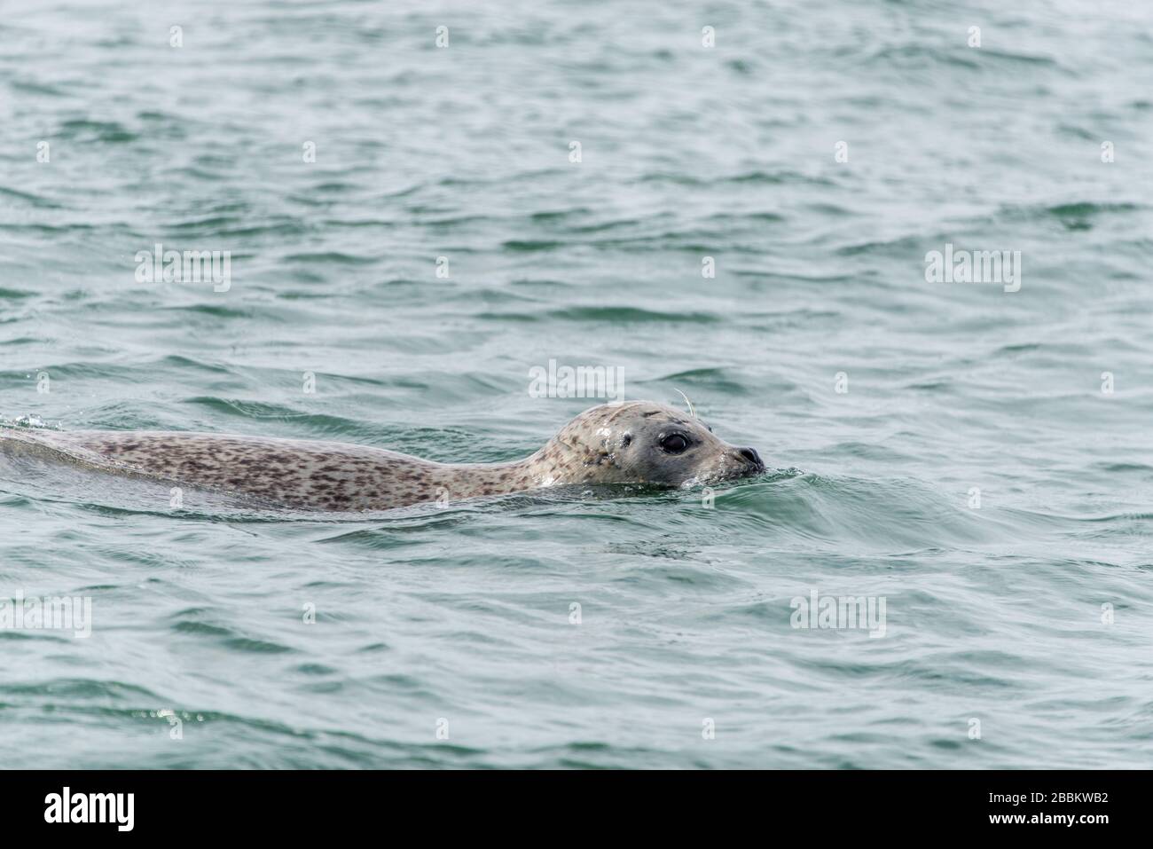 Fauna selvatica UK. Colonia di foca grigia e cucciolo di foca. Norfolk, Inghilterra Foto Stock
