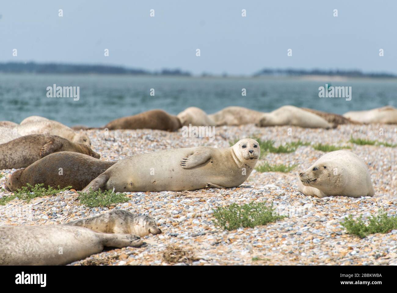 Fauna selvatica UK. Colonia di foca grigia e cucciolo di foca. Norfolk, Inghilterra Foto Stock