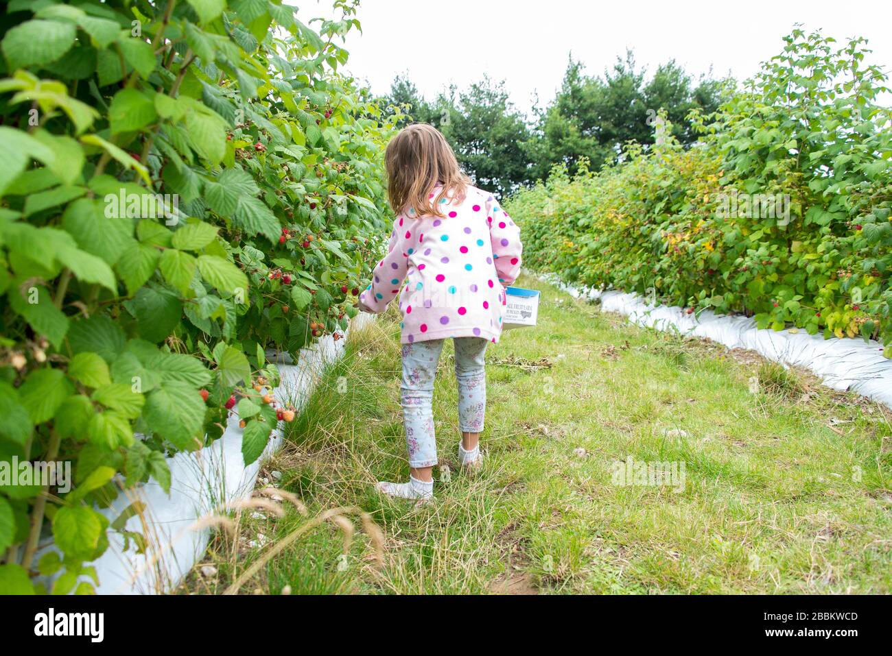 Raccolta di lamponi per bambini a Norfolk, Inghilterra Foto Stock