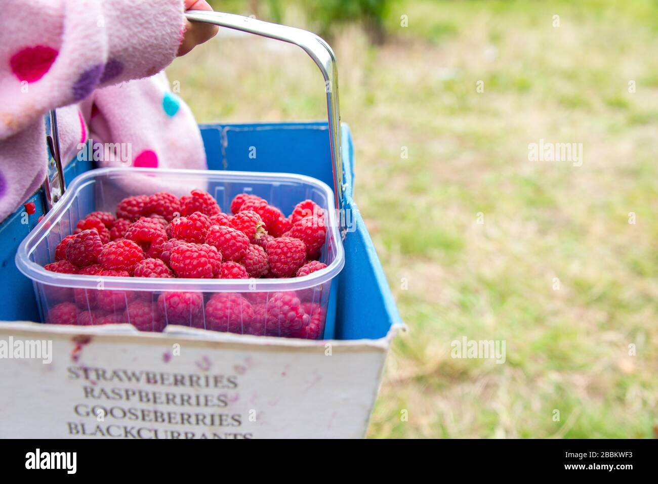 Raccolta di lamponi per bambini a Norfolk, Inghilterra Foto Stock