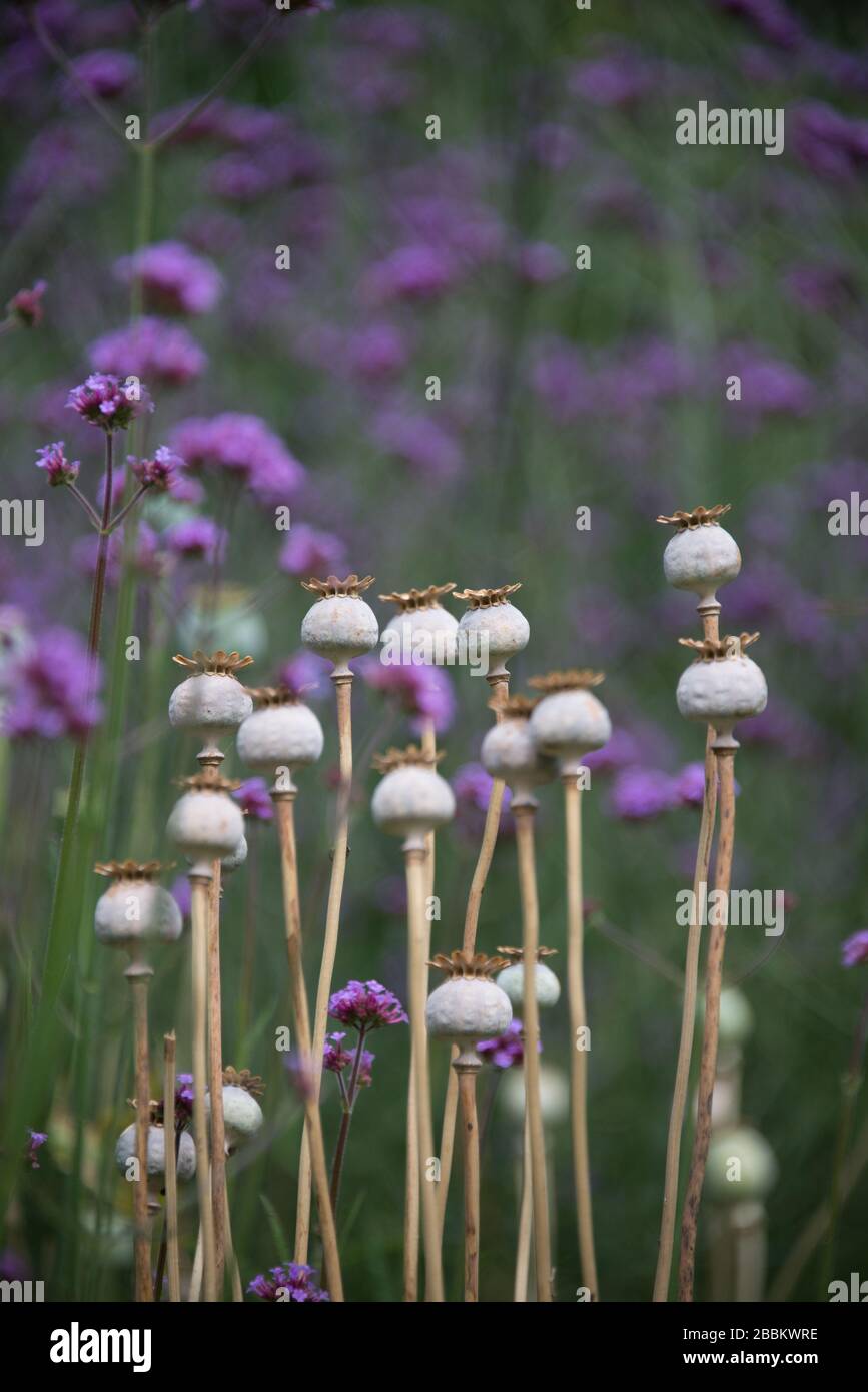 Giardino di campagna inglese, Regno Unito Foto Stock