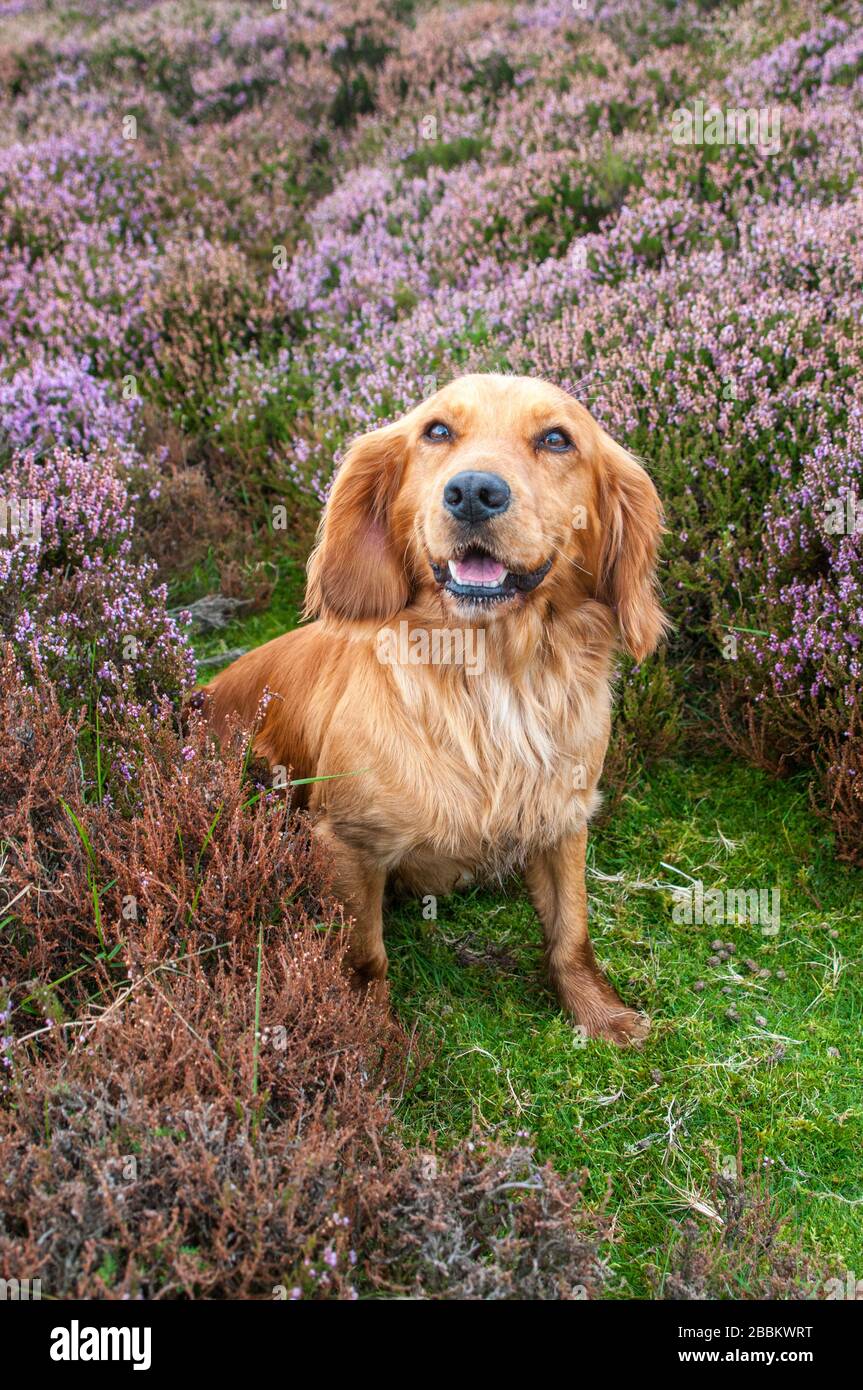 North Yorkshire, Inghilterra, Regno Unito. Cocker Spaniel seduto su brughiera, in erica (Calluna vulgaris) in fiore Foto Stock