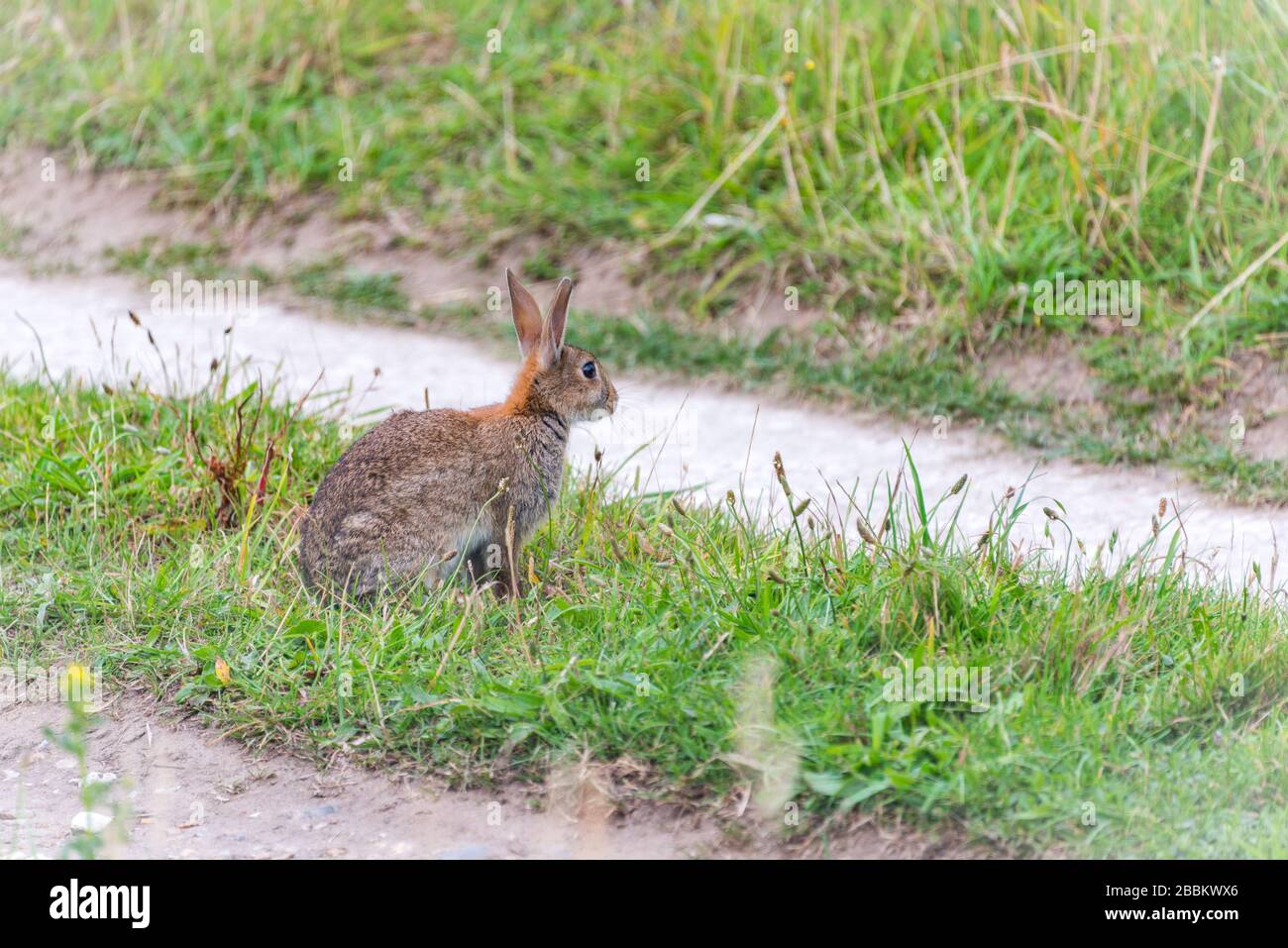 La fauna selvatica del Regno Unito in ambiente naturale Foto Stock
