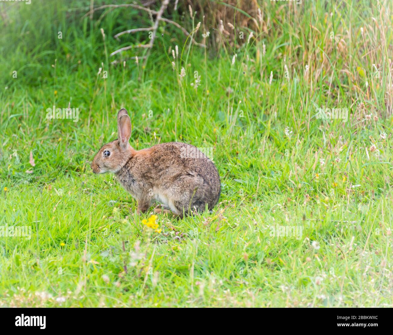 UK Wildlife, coniglio marrone in un ambiente naturale Foto Stock