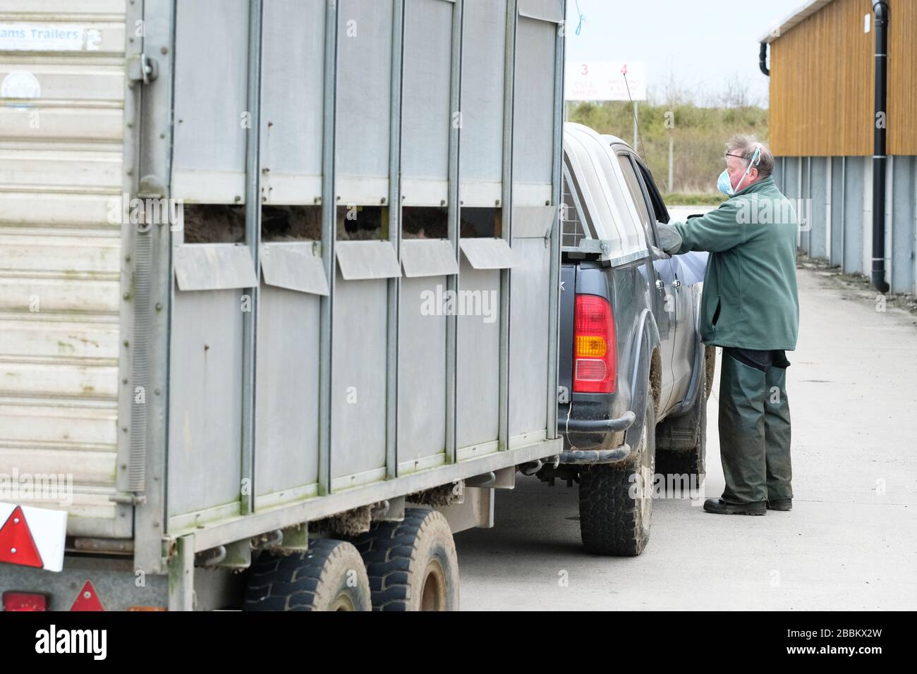 Hereford, Herefordshire, Regno Unito - Mercoledì 1st Aprile 2020 - personale del mercato delle pecore indossare maschere facciali protettive mentre controllano la documentazione con gli agricoltori di vendita al mercato del bestiame a Hereford. Le restrizioni del coronavirus significano che i venditori devono lasciare una volta che hanno abbandonato i loro animali in modo da non poter guardare il processo di asta essi stessi che è ora aperto solo agli acquirenti. Foto Steven May / Alamy Live News Foto Stock