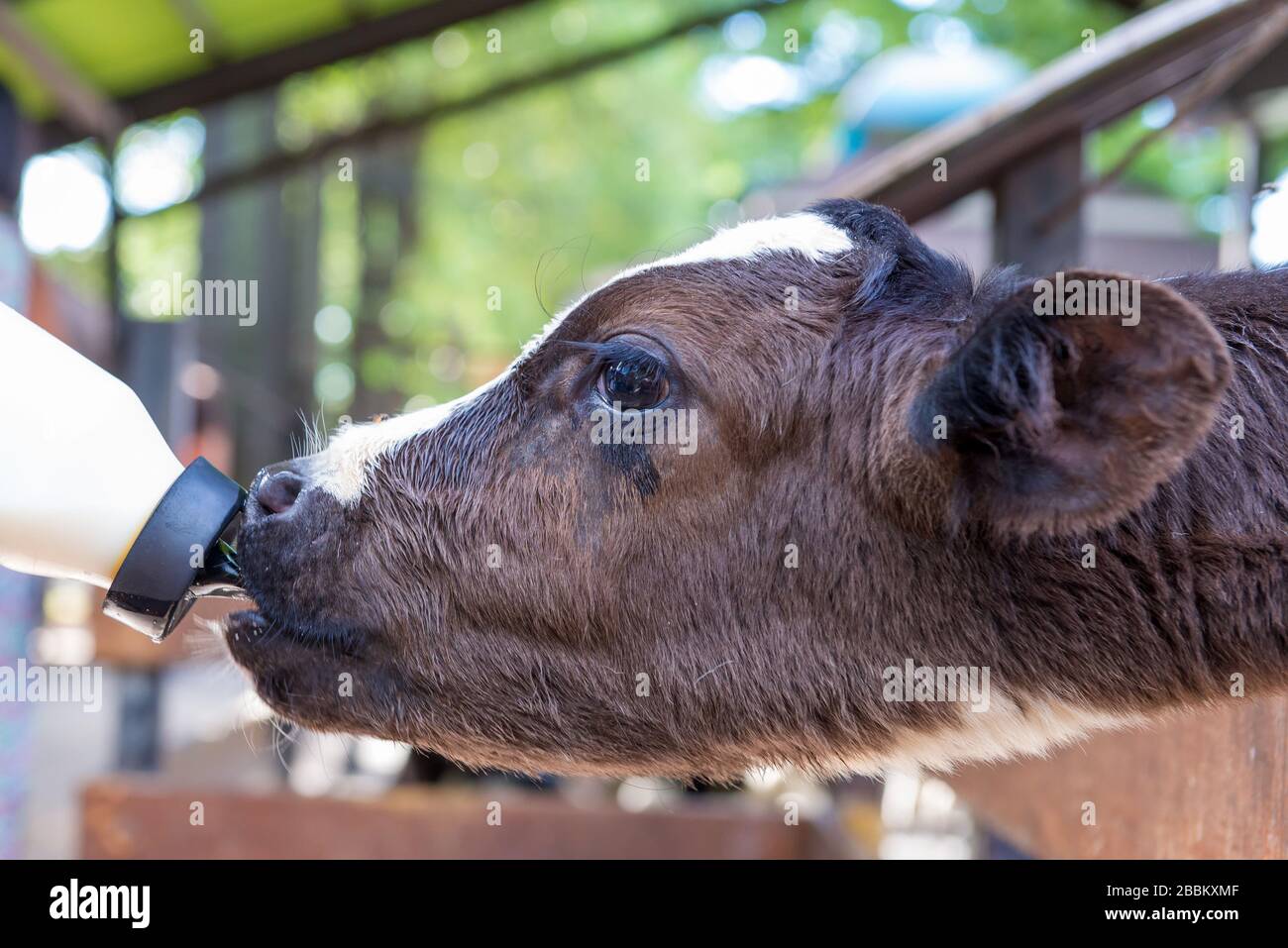 latte di vacca da biberon in fattoria. Foto Stock