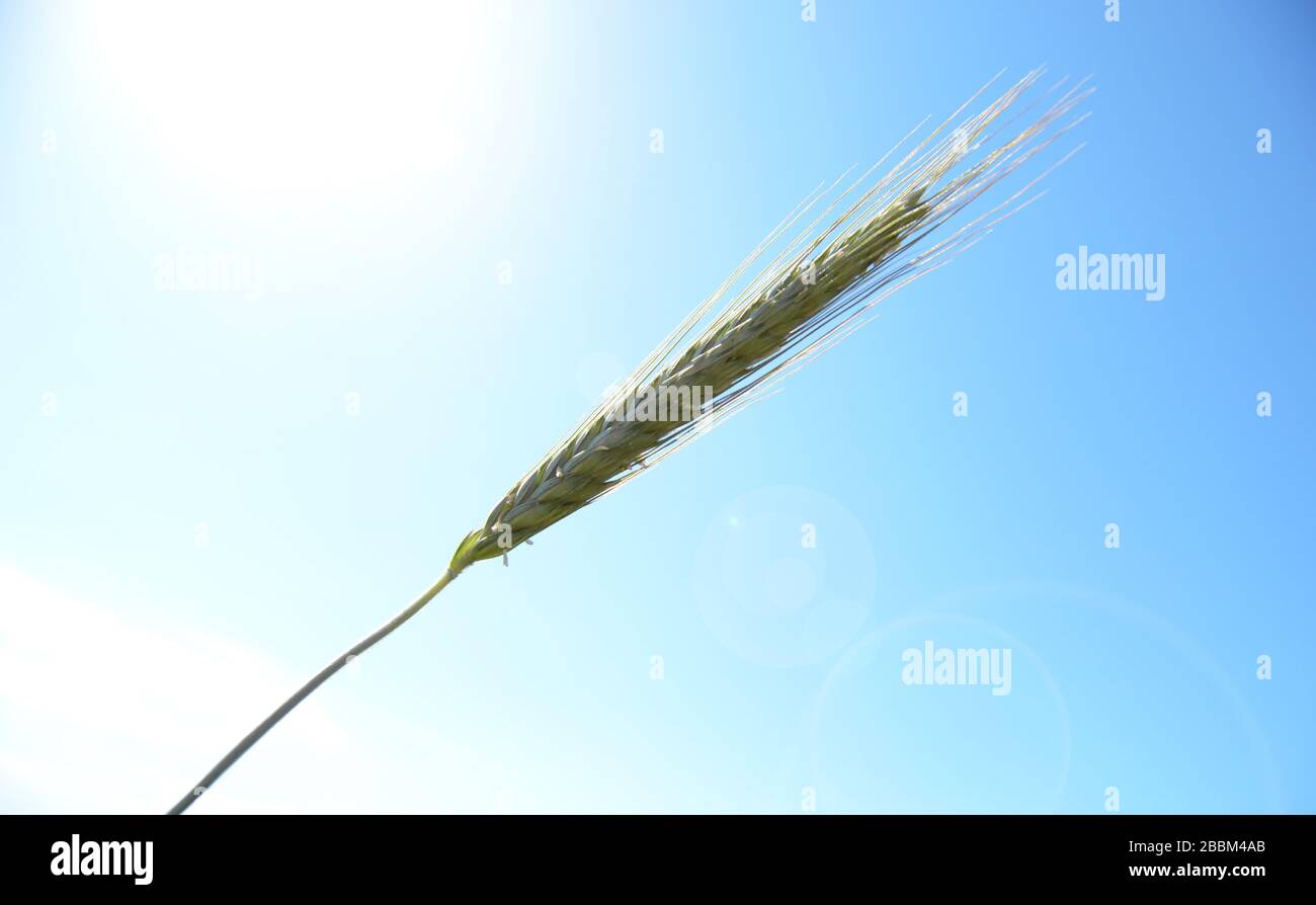 orecchio di grano verde e cielo blu Foto Stock