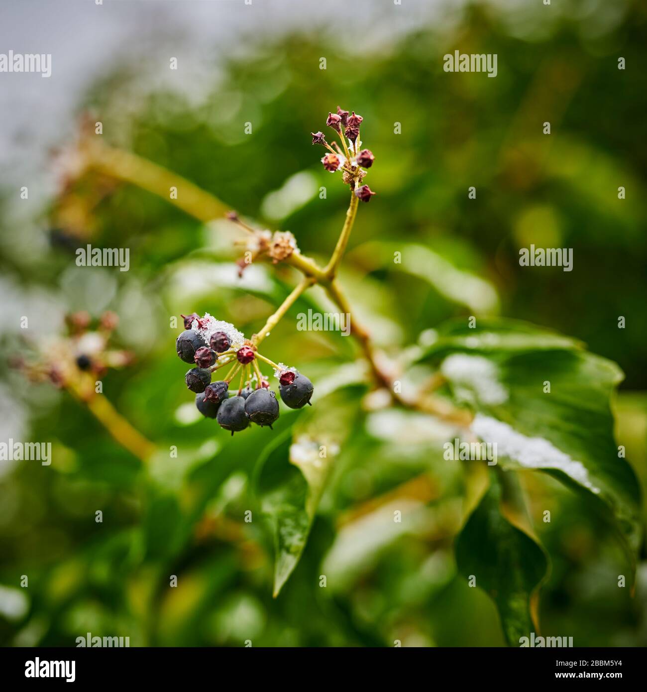 Macro shot di bacche su un edera (Hedera elica) in primavera coperto di neve e ghiaccio. Foto Stock