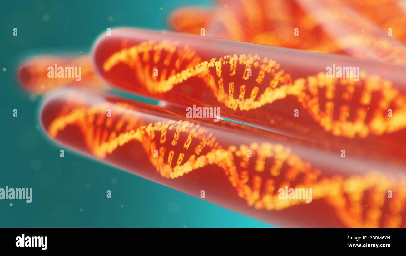 Molecola di DNA, la sua struttura. Concetto genoma umano. Molecola di DNA con geni modificati. Illustrazione concettuale di una molecola di dna all'interno di un test di vetro Foto Stock Molecola di DNA, la sua struttura. Concetto genoma umano. Molecola di DNA con geni modificati. Illustrazione concettuale di una molecola di dna all'interno di un test di vetro Foto Stock