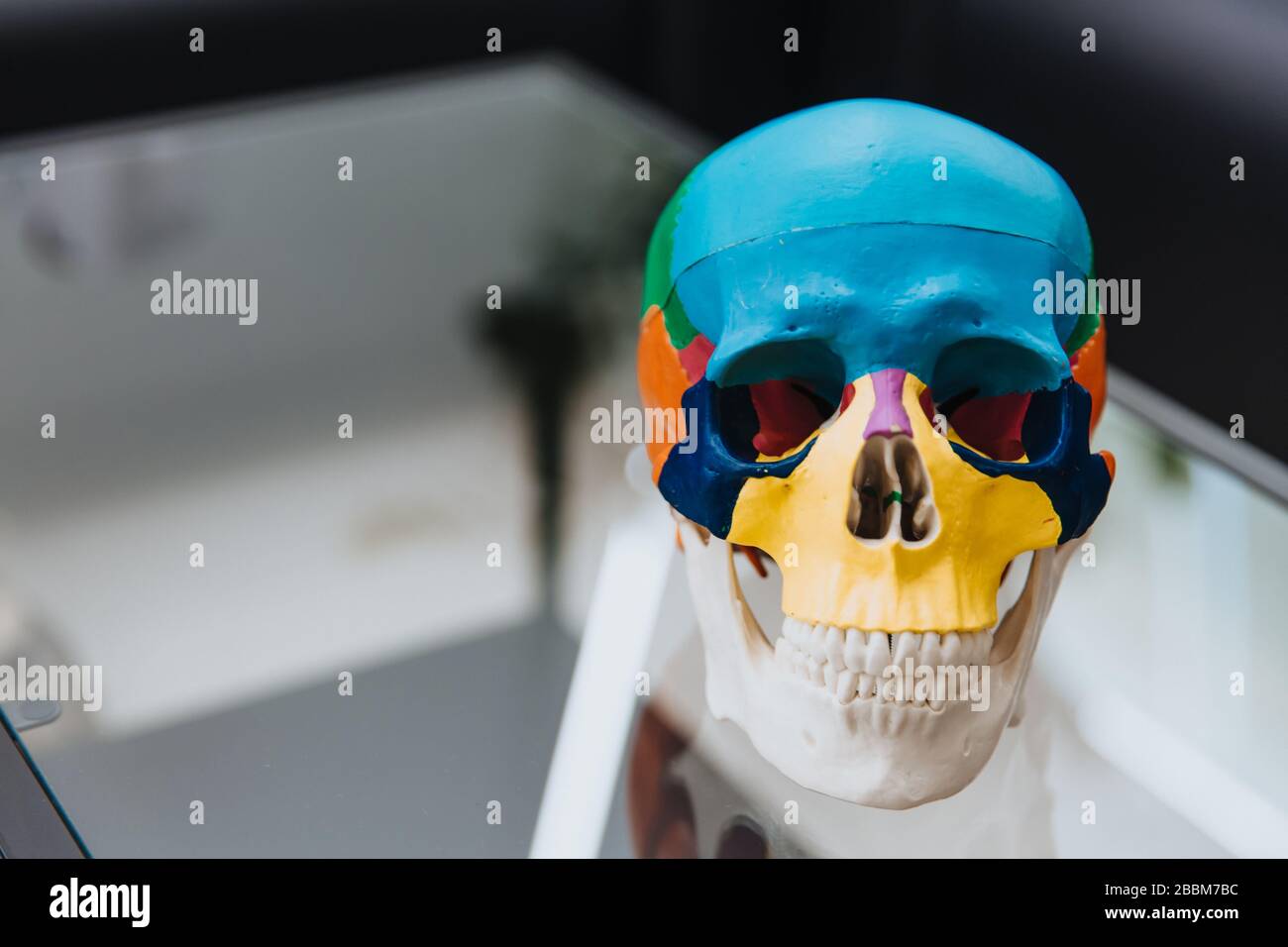 Su un tavolo trasparente si trova un manichino umano del cranio. Il modello del cranio per chirurgia maxillofacciale e odontoiatria.primo piano. Spazio di copia. Foto Stock