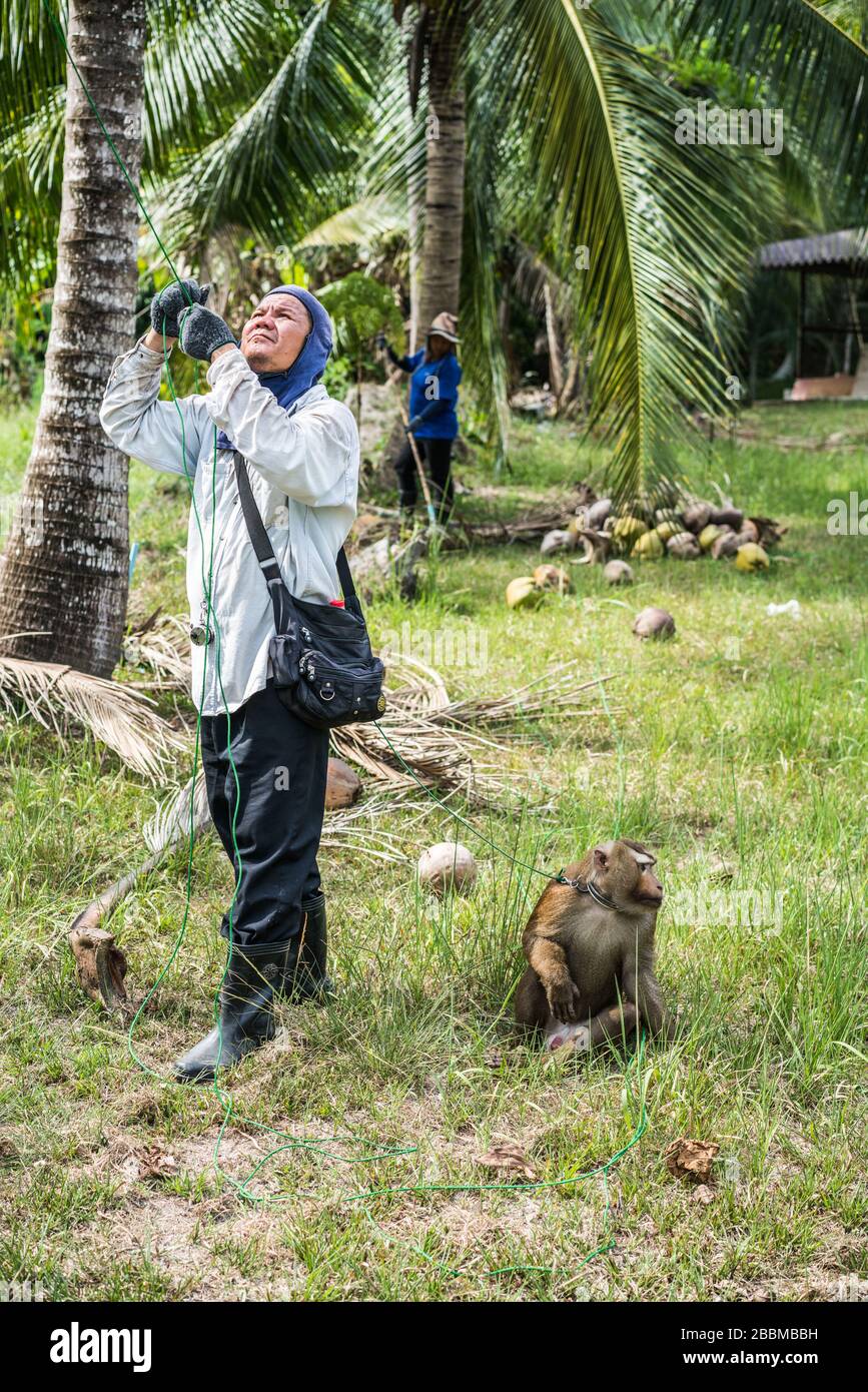 Raccogliere cocco da macaque, Ko Pha Ngan isola, Thailandia, Asia Foto Stock