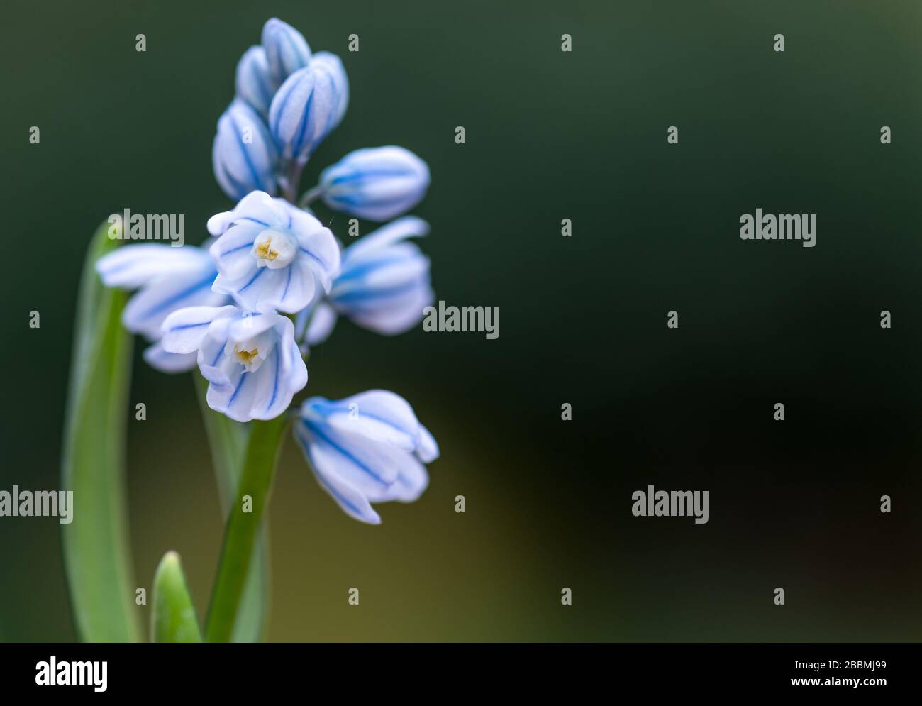 English Country Garden Puschkinia Libanotica con il bluebell come fiori. Towcester, Regno Unito Foto Stock