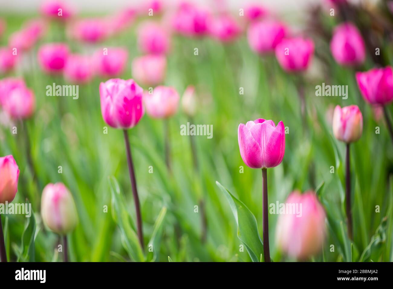 Tulipani rosa English Country Garden in uno sfondo verde. Towcester, Regno Unito Foto Stock