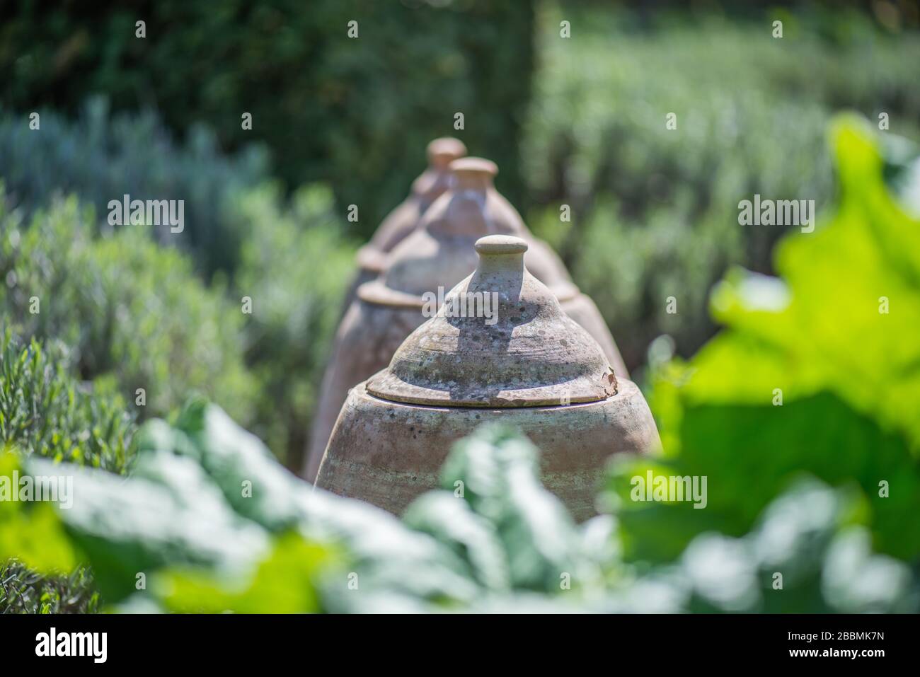 Giardino di campagna inglese. Vasi di forzatura della terracotta in un giardino del cottage. Towcester, Northamptonshire, Regno Unito Foto Stock