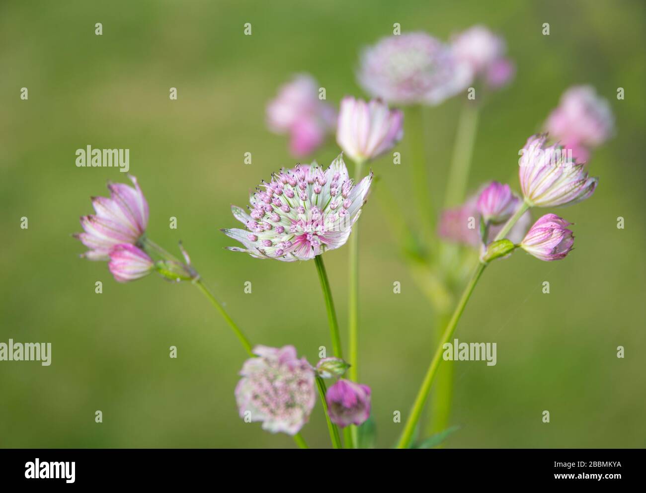 Piante da giardino di campagna inglese. Astrantia maggiore fiore inglese giardino. Towcester, Northamptonshire, Regno Unito Foto Stock