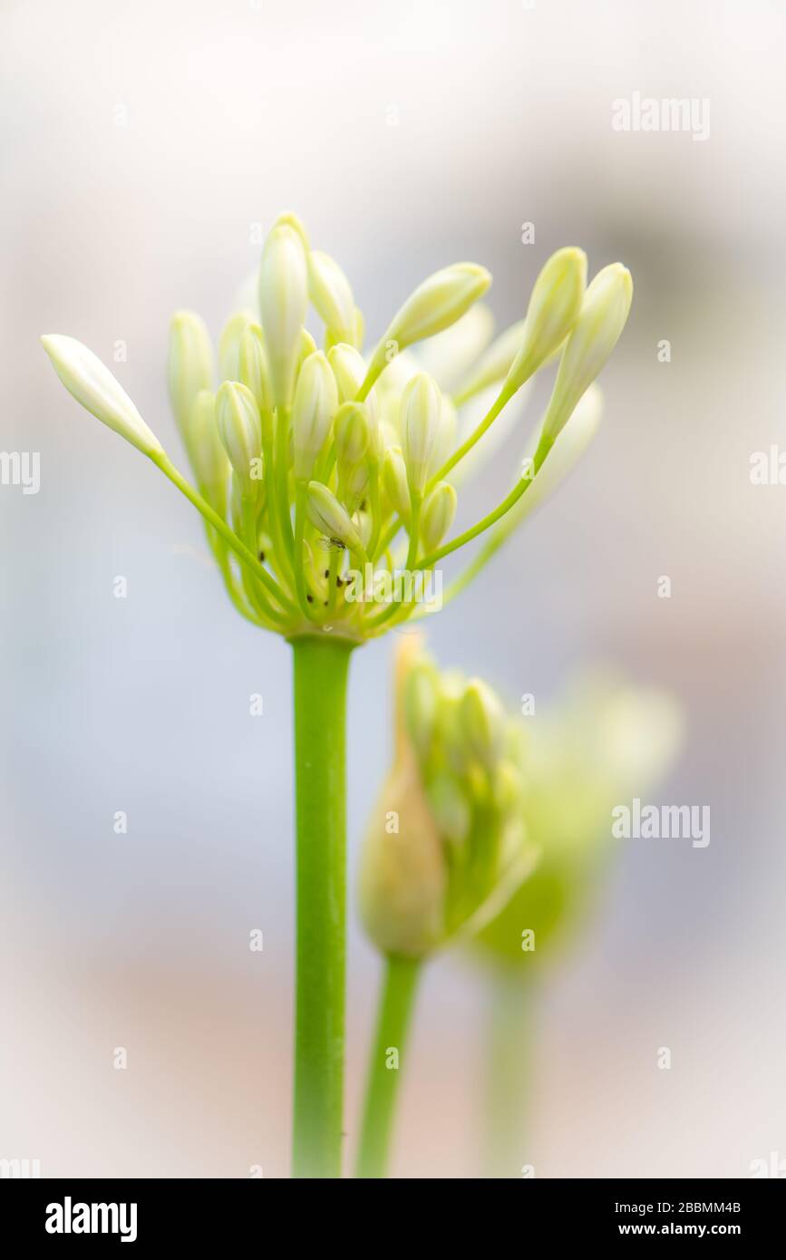 Piante da giardino di campagna inglese. Towcester, Northamptonshire, Regno Unito Foto Stock