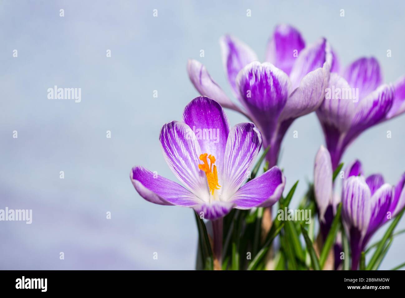 Piante da giardino di campagna inglese. Crocus vernus viola. Towcester, Northamptonshire, Regno Unito Foto Stock