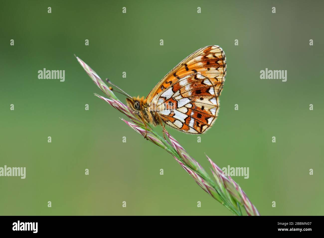 Piccolo fritillary (Boloria selene) circondato da perle, una piccola farfalla colorata seduta su un po' di erba Foto Stock