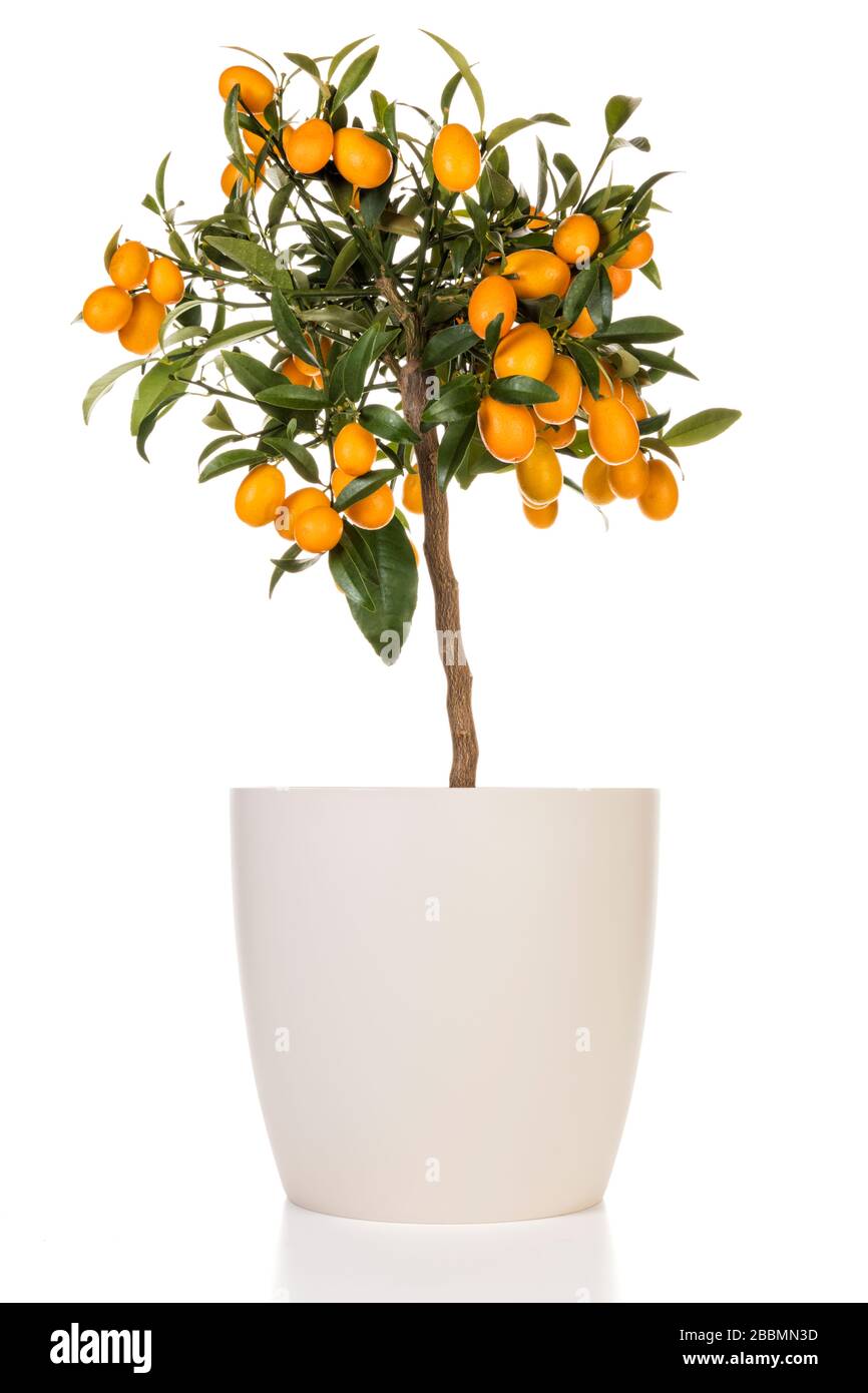 Piccolo albero Kumquat in vaso di fiori beige isolato su sfondo bianco.  Pianta di agrumi japonica che porta frutti maturi Foto stock - Alamy