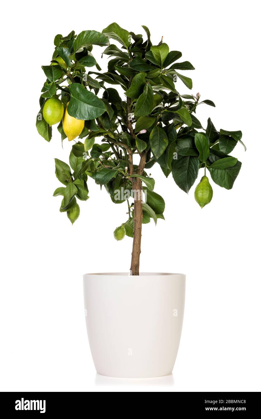 Trattato al limone in vaso con diversi frutti isolati su sfondo bianco Foto Stock