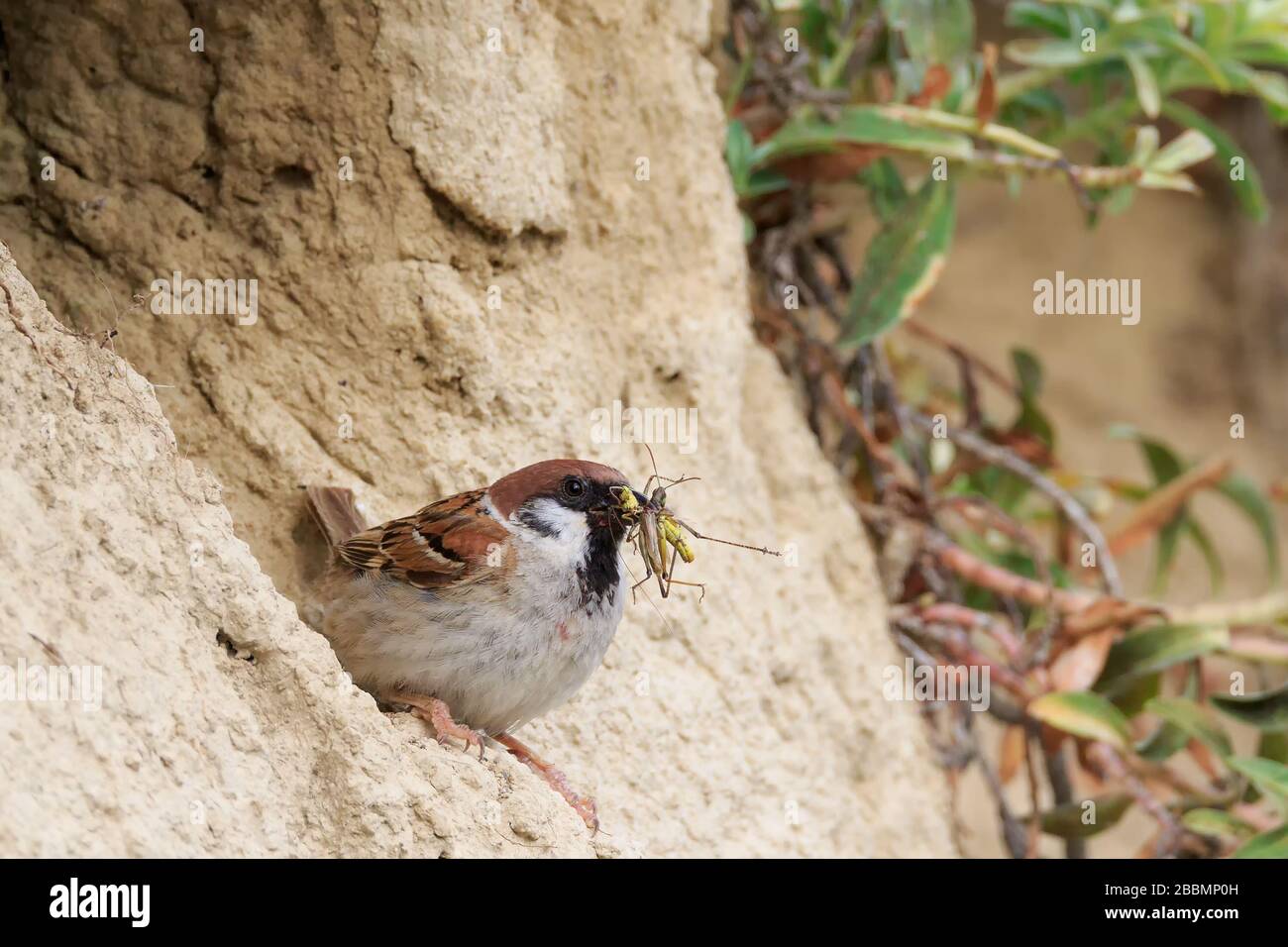Passero dell'albero eurasiatico (Passer montanus), che porta a casa alcune cavallette per nutrire i suoi pulcini Foto Stock