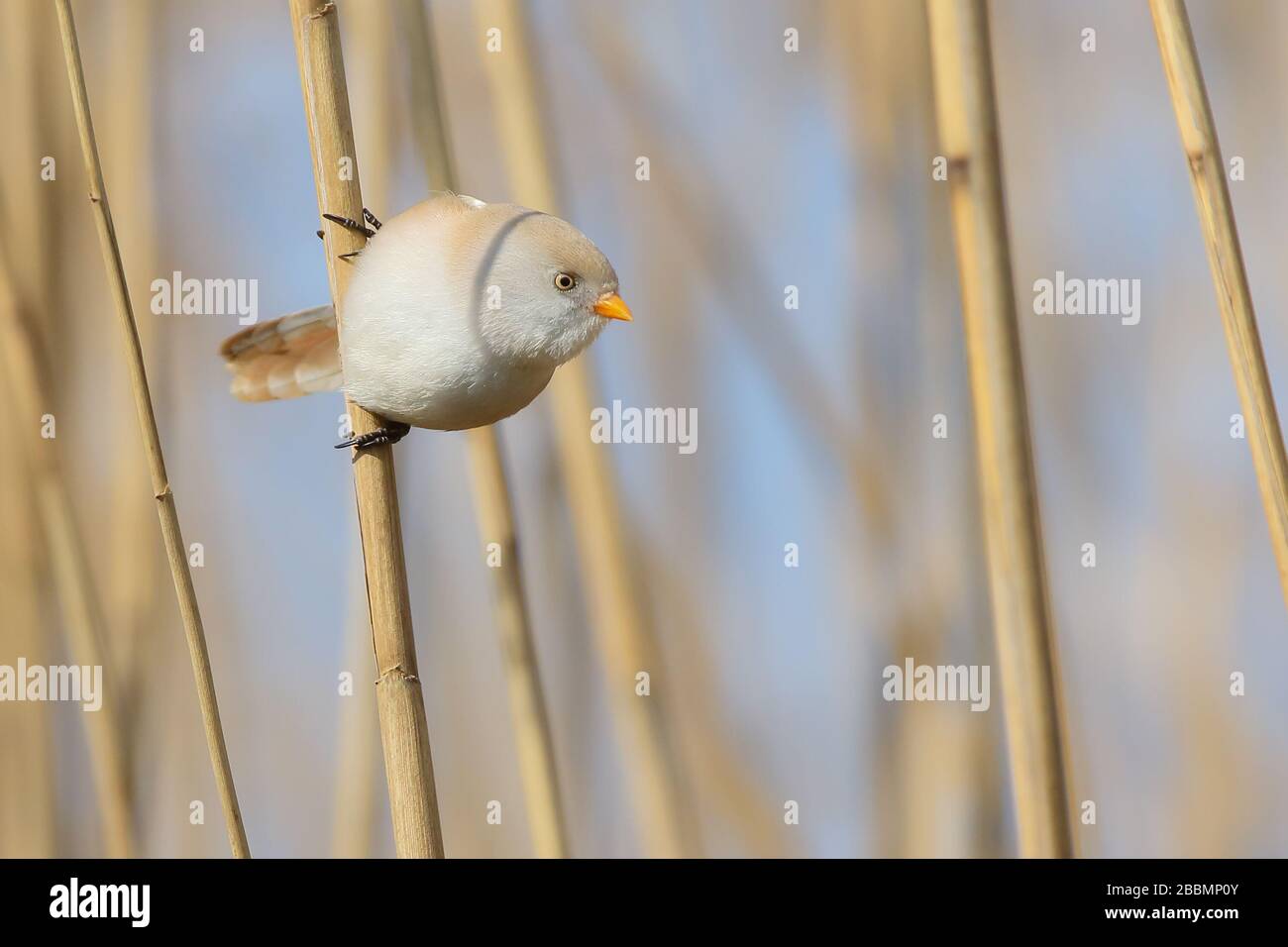 Orso barbuto (Panurus biarmicus), un piccolo uccello passerino che si arruola su canna Foto Stock