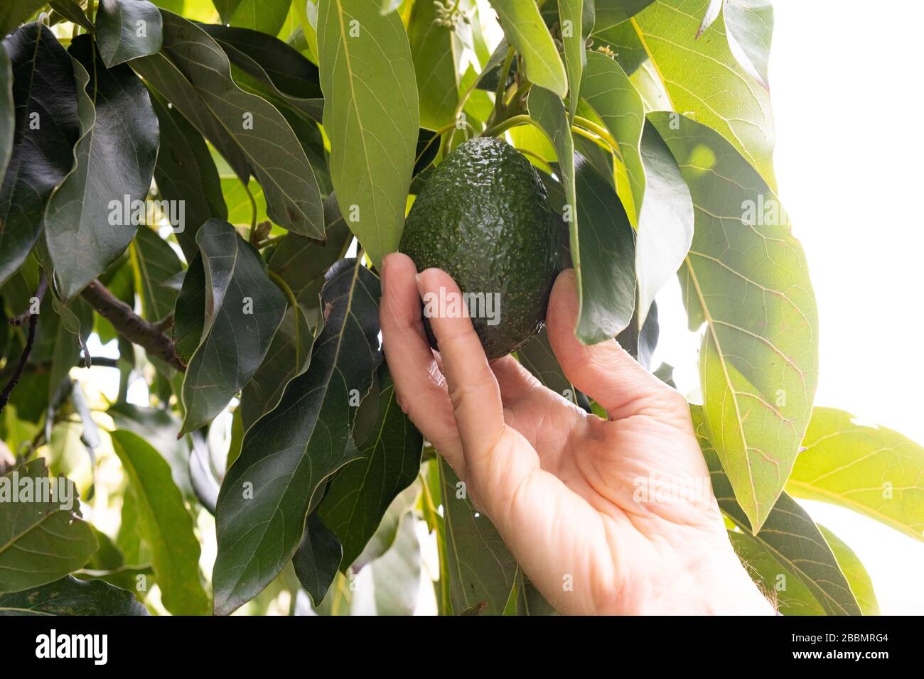 Pera di avocado fresco che cresce su albero con mano raggiungere per raccoglierlo. La raccolta di avocado sta diventando un raccolto importante. Foto Stock