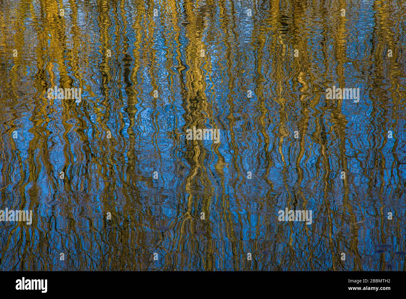 Riflessione di alberi sulla superficie del piccolo fiume Danubio in primavera. Foto Stock