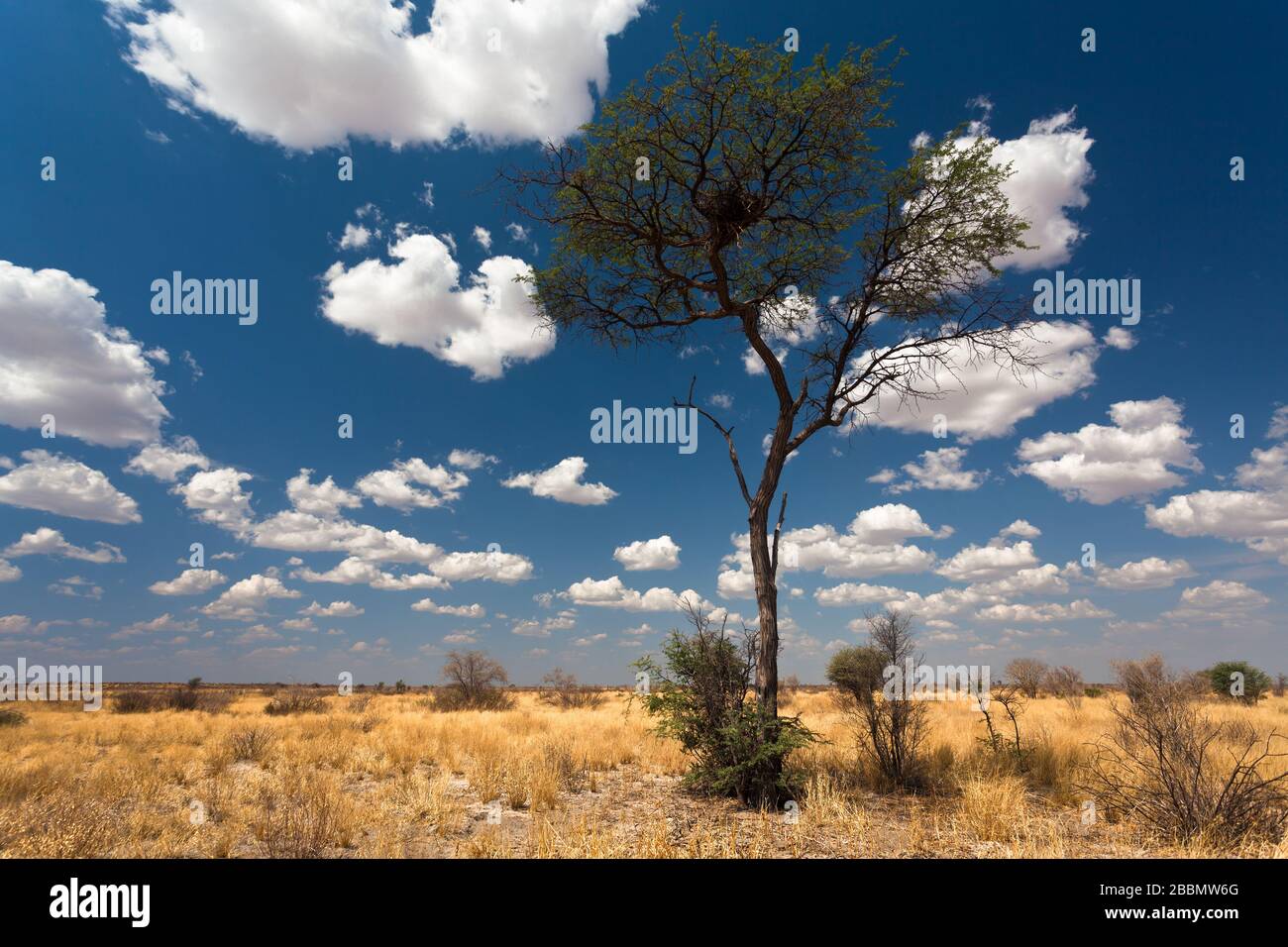 Semi deserto paesaggio con albero sotto cielo nuvoloso blu Foto Stock