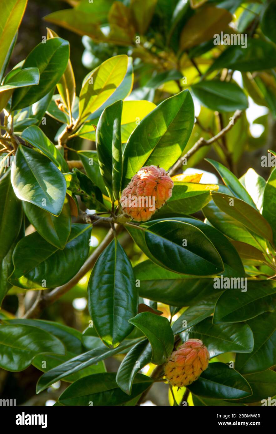 Magnolia grandiflora albero, con baccello di semi e semi rossi maturi.  Genere di piante da fiore nella famiglia delle magnoliaceae Foto stock -  Alamy