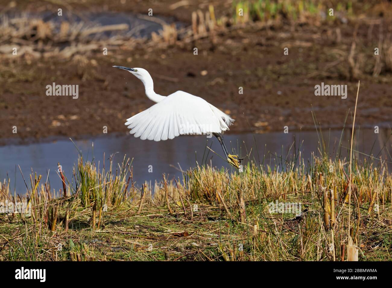 Piccolo Egret decollare Foto Stock