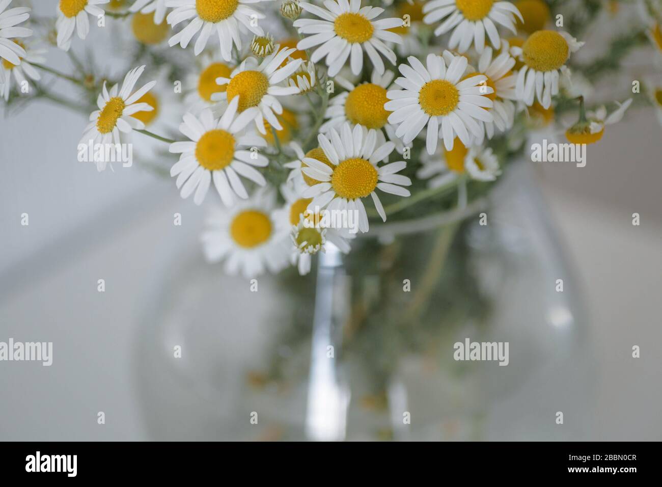 Bouquet di margherite in vaso. Bella camomilla selvaggia in vaso di vetro sullo sfondo bianco. Arredamento minimalista. Foto Stock