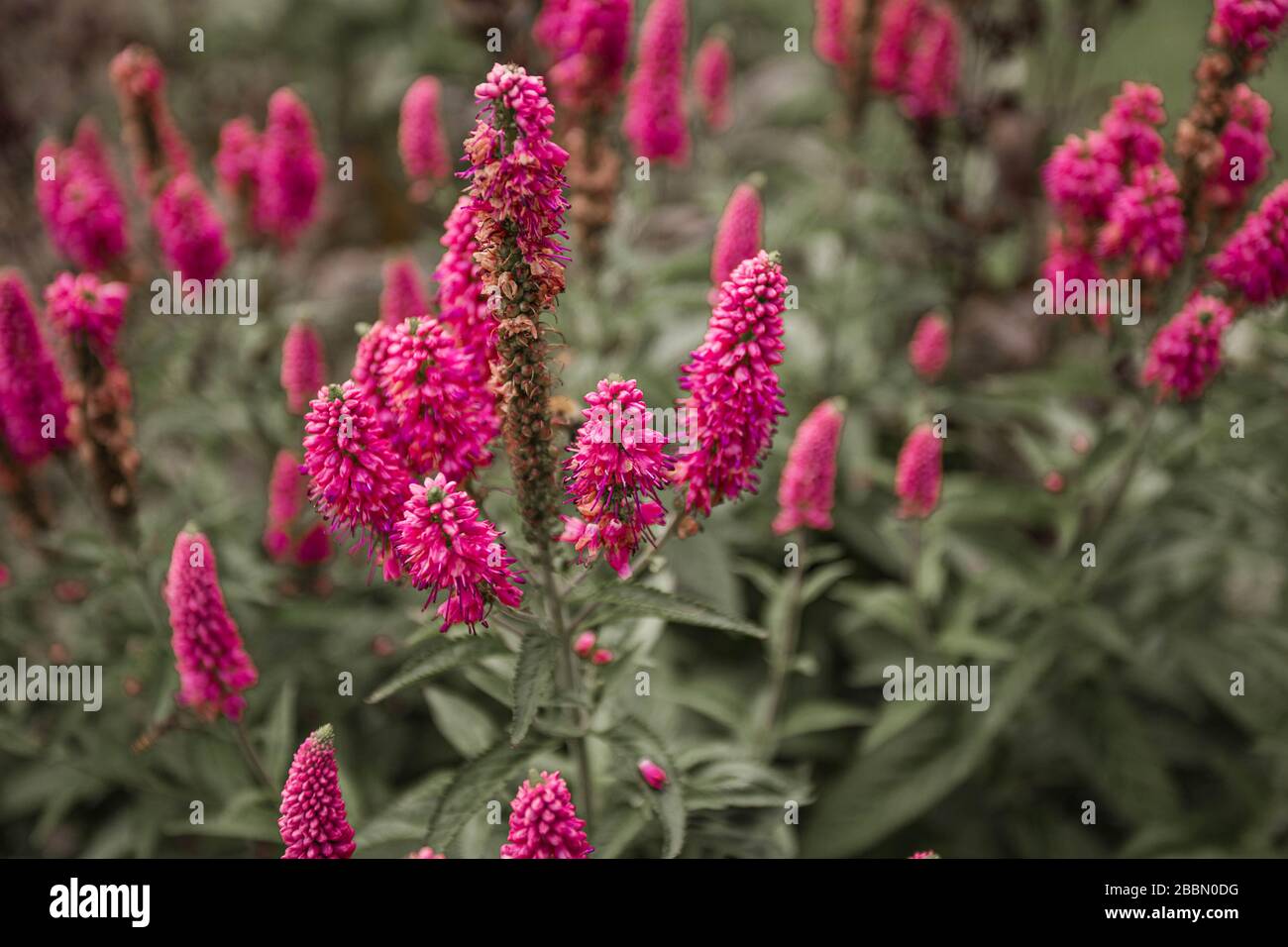 Fiori rosa sfondo. Prima pianta perenne amore. Vista dall'alto texture natura. Sfondo naturale rosa e verde. Lituania, Klaipeda. Foto Stock